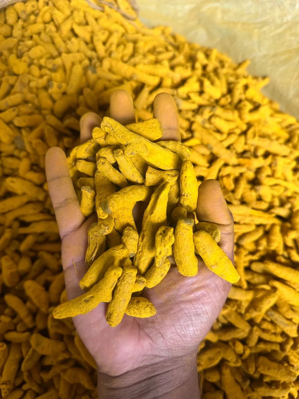 نمونه واقعی زردچوبه در مرحله بررسی کیفیت